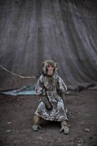 Pakistan-scimmie-ammaestrate-si-esibiscono-in-pubblico-6-682x1024.jpg