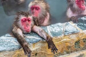 macachi-giapponesi-che-fanno-il-bagno
