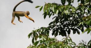 saimiri-en-plein-saut