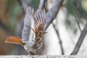 a1_4390_1_hermit-thrush_ann_kramer_kk_adult-2208182334
